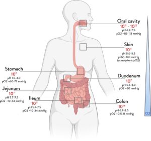 Mehr über den Artikel erfahren Das menschliche Darmmikrobiom